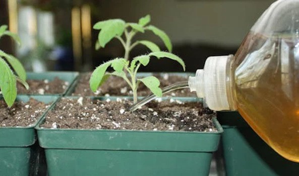 5-cong-dung-cua-ba-tra-tuong-chung-chi-vut-di