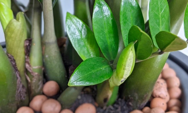 5 loại cây nở hoa là có "điềm" cho gia chủ