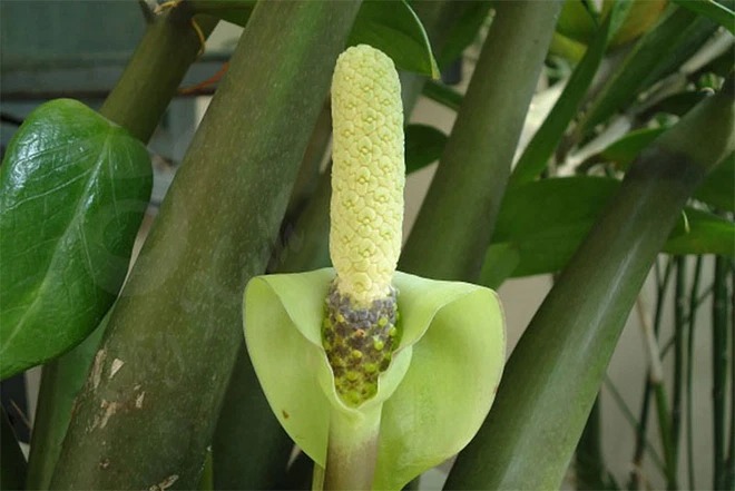 5 loại cây nở hoa là có "điềm" cho gia chủ