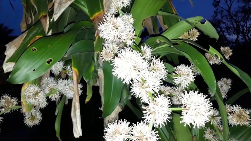 5 loại cây nở hoa là có "điềm" cho gia chủ