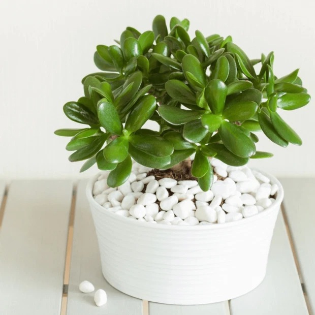 5 loại cây nở hoa là có "điềm" cho gia chủ